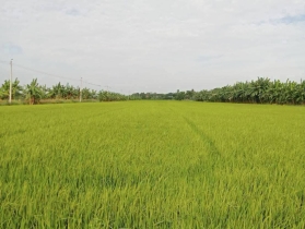 ขายที่ดินเปล่า ตำบลมะขามล้ม  อำเภอบางปลาม้า สุพรรณบุรี